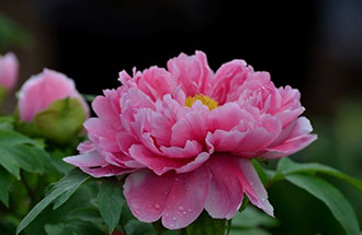 7月24日，中國花卉協(xié)會在網(wǎng)上發(fā)起的《投票：我心中的國花》已出結(jié)果