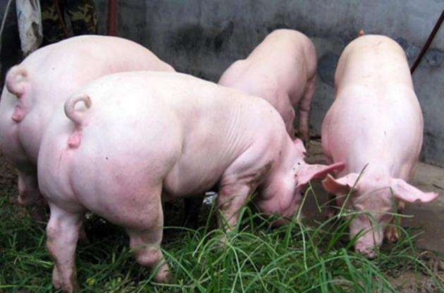 8月21日，國(guó)務(wù)院常務(wù)會(huì)議指出“地方要立即取消超出法律法規(guī)的生豬禁養(yǎng)、限養(yǎng)規(guī)定”