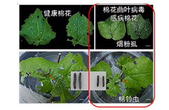 近日，微生物研究所發(fā)現(xiàn)雙生病毒調(diào)控植物免疫平衡實現(xiàn)全新生態(tài)功能