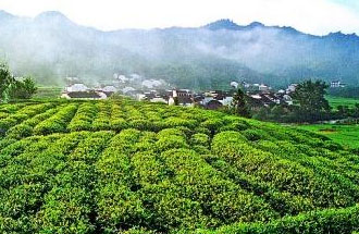 9月2日，財(cái)政部、稅務(wù)總局發(fā)布了關(guān)于繼續(xù)執(zhí)行邊銷(xiāo)茶增值稅政策的公告